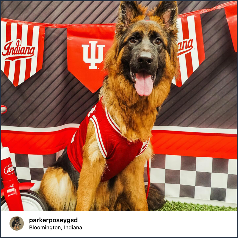 A senior German Shepherd dog smiles happily while wearing a red IU basketball jersey and posing in front of a backdrop adorned with an IU festoon.